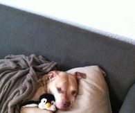 Dog and his stuffed animal