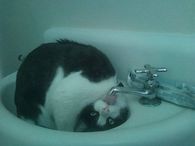 Thirsty Cat