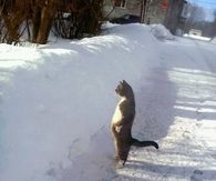 Curious Cat