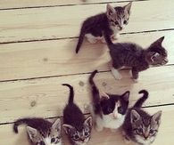 Cute Litter of Kittens