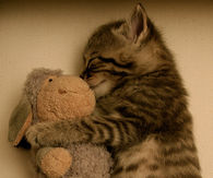Precious Kitty Sleeping with Stuffed Animal...