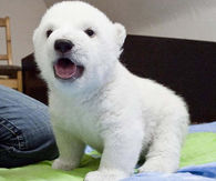 Polar Bear Cub