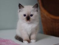 Pretty Blue Eyed Blue Bengal Kitty