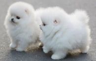 Fluffy White Pomeranian Puppies