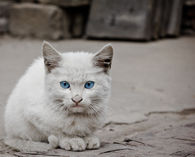 Beautiful Kitty with Blue Eyes
