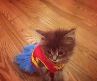 Wonder Kitty