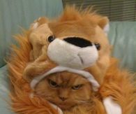 Cat doesn't like his Lion Costume
