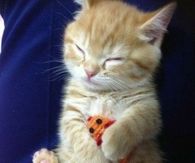 Kitty Falling Asleep with Mouse
