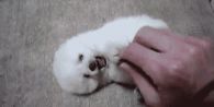Tickleish Pomeranian Puppy