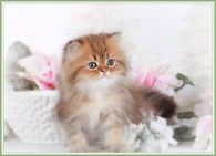 Golden Chinchilla Teacup Persian Kitten