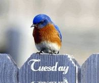 Tuesday