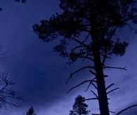 Trees at Night