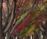 Twisted Autumn Trees