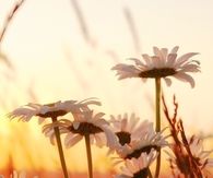 Flowers at Sunrise
