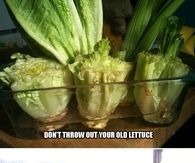 Replant Your Old Lettuce