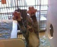 Cat acts thriller