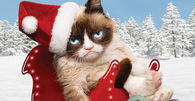 Grumpy Cat  premier soon to come