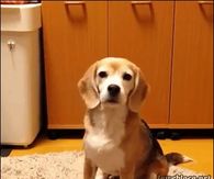 Dog Plays Catch