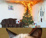 Grumpy Cats first smile