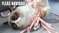 Fleas Navidad
