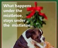 under the mistletoe