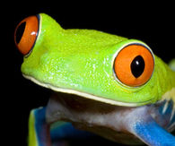 frog