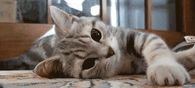 Cuddly Kitty