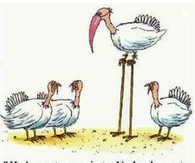 Flamingo On Thanksgiving