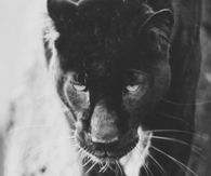Black Jaguar