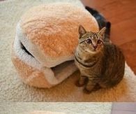 Cat Burger Buns Bed