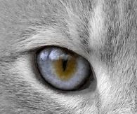 Smokey Grey Eyes