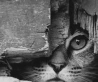 The spy Cat 