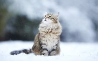 Cat in the snow