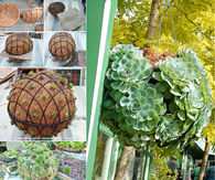 Create your own garden succulent ball