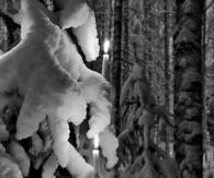 Candles in the winter forest