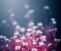 Gorgeous flowers