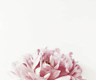 Pretty peony 