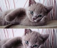 Perdy Kittens first photoshoot