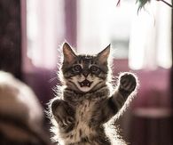 My Catsa dance better then your Salsa dance