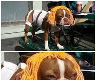 5th Element Dog
