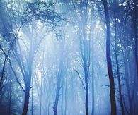 Deer in the Big Forest
