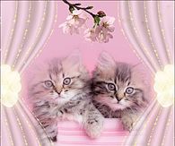 Pretty Kittens