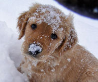 Puppy in the snow