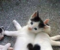 Hearts on Cats