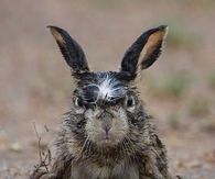 Bad Hare Day