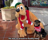 Dog best friend arrives