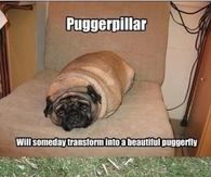 Puggapillar