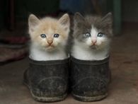 Cats in Shoes
