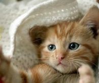 Hug Please