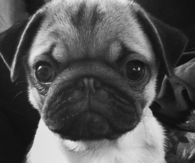 Cute Puppy